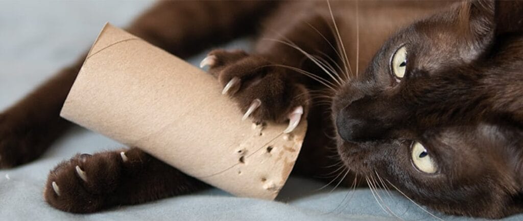 Como Cortar Unhas de Gato Sem Trauma: Guia Passo a Passo 4 como cortar as unhas de um gato Como Cortar Unhas de Gato Sem Trauma: Guia Passo a Passo