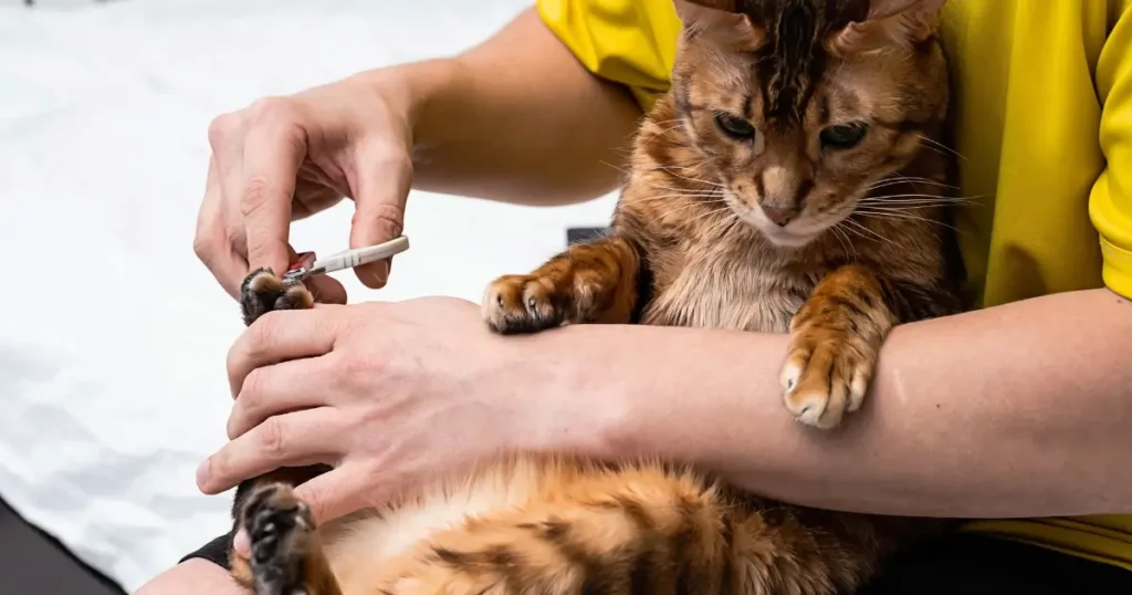 Como Cortar Unhas de Gato Sem Trauma: Guia Passo a Passo 3 como cortar unhas de gato 1 Como Cortar Unhas de Gato Sem Trauma: Guia Passo a Passo