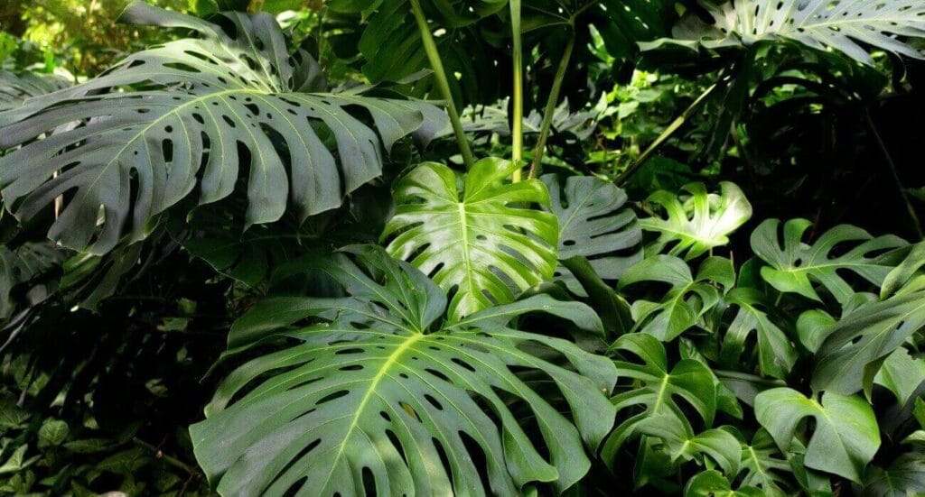7 Plantas Que Podem Ser Perigosas Para Gatos Em Casa: Proteja Seu Felino Agora! 5 costela de adao 7 Plantas Que Podem Ser Perigosas Para Gatos Em Casa: Proteja Seu Felino Agora!