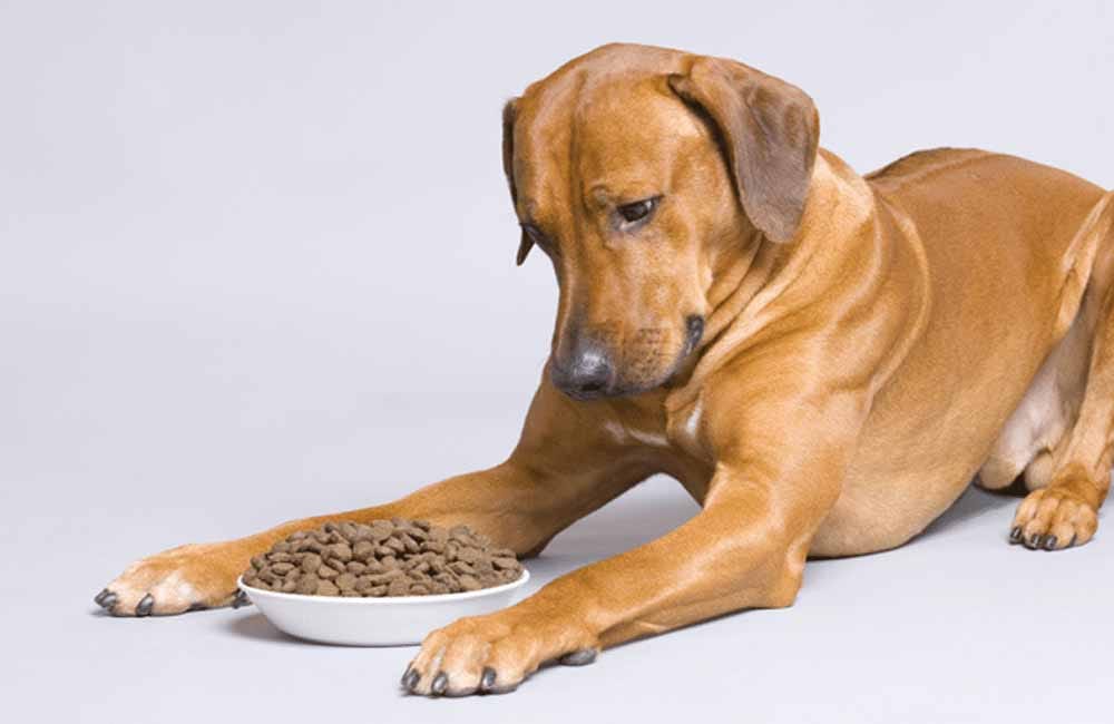 Cachorro Não Come Ração: 7 Táticas Infalíveis 3 de727a547164731e8342b453fd798a09 Cachorro Não Come Ração: 7 Táticas Infalíveis