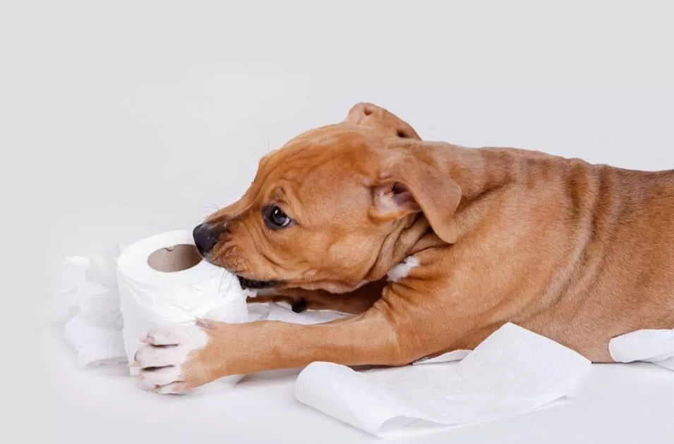 Meu Cachorro Morde Tudo: O Guia Definitivo para Parar a Destruição 4 destruicao em casa 4 dicas para lidar com pets bagunceiros 1625251368 Meu Cachorro Morde Tudo: O Guia Definitivo para Parar a Destruição