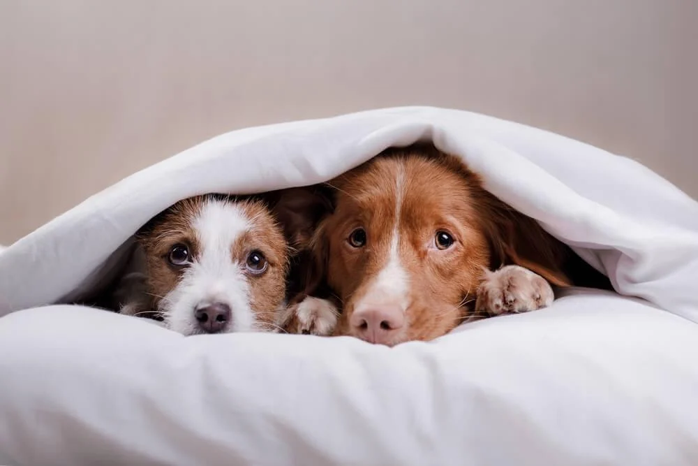 Dicas Essenciais Para Deixar Seu Cachorro Mais Calmo Durante Fogos de Artifício 3 dicas cachorro calmo fogos artificio Dicas Essenciais Para Deixar Seu Cachorro Mais Calmo Durante Fogos de Artifício