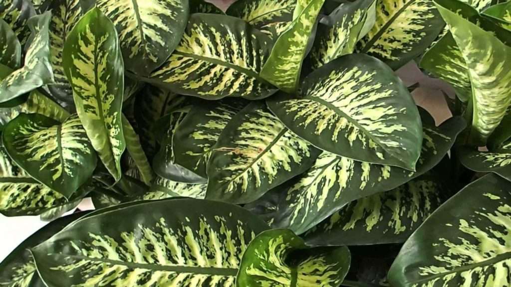7 Plantas Que Podem Ser Perigosas Para Gatos Em Casa: Proteja Seu Felino Agora! 4 diefenbachia destaque 1280x720 1 1024x576 1 7 Plantas Que Podem Ser Perigosas Para Gatos Em Casa: Proteja Seu Felino Agora!