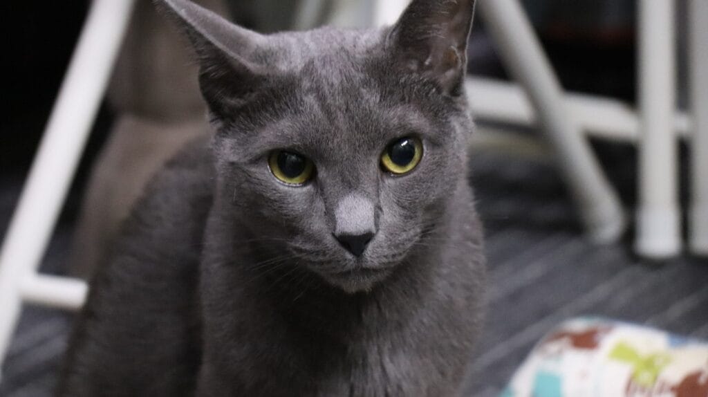 As Raças de Gatos Mais Independentes do Mundo: Companheiros que Valorizam a Liberdade 4 gato azul russo As Raças de Gatos Mais Independentes do Mundo: Companheiros que Valorizam a Liberdade