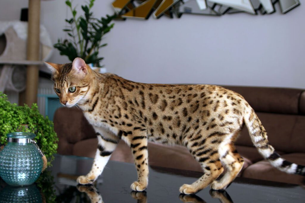 As Raças de Gatos Mais Independentes do Mundo: Companheiros que Valorizam a Liberdade 2 gato da raca bengal As Raças de Gatos Mais Independentes do Mundo: Companheiros que Valorizam a Liberdade