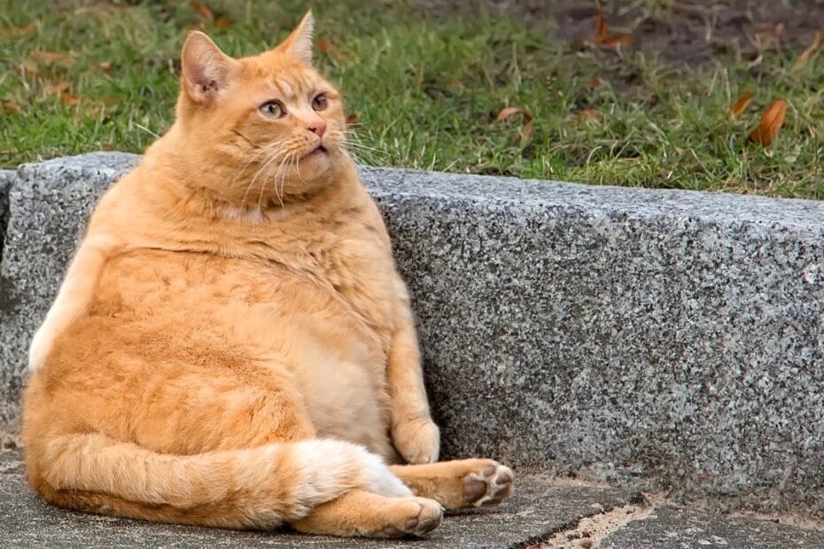 gato obeso causas e tratamento 24652 orig Gato Castrado Engorda Mesmo? A Verdade Surpreendente que vai Mudar o que Você Pensa!