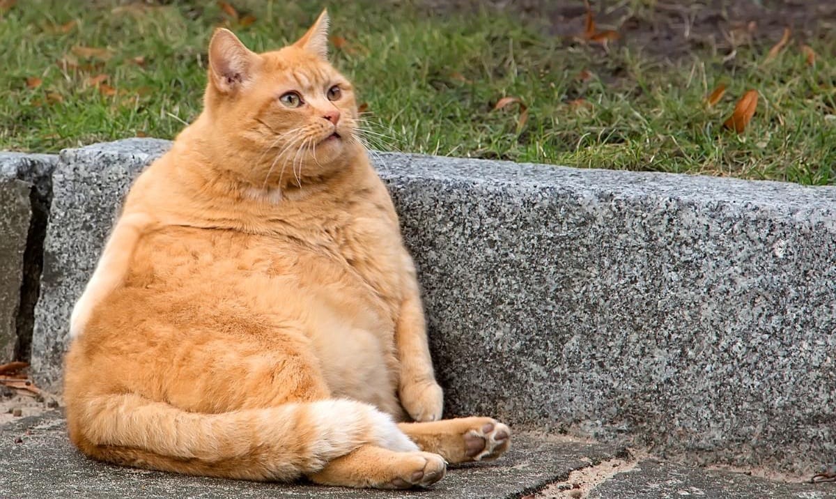 gato obeso causas e tratamento 24652 orig Gato Castrado Engorda Mesmo? A Verdade Surpreendente que vai Mudar o que Você Pensa!