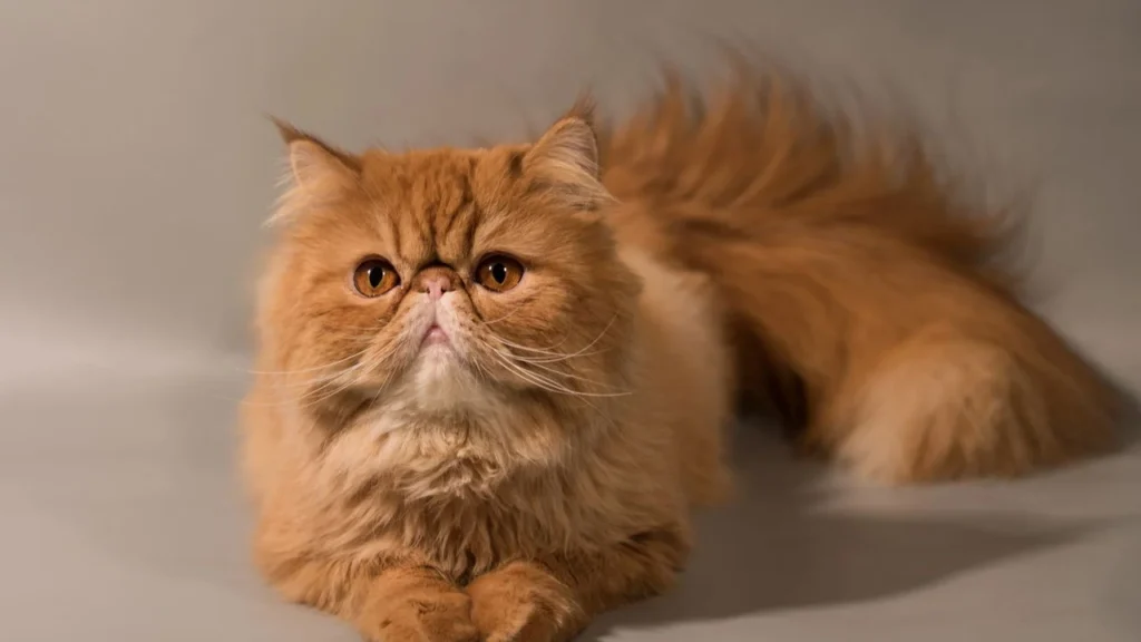 As Raças de Gatos Mais Independentes do Mundo: Companheiros que Valorizam a Liberdade 8 gato persa As Raças de Gatos Mais Independentes do Mundo: Companheiros que Valorizam a Liberdade