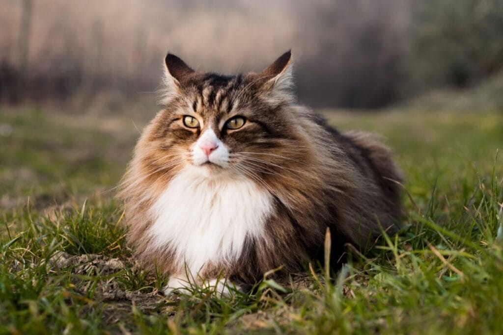 As Raças de Gatos Mais Independentes do Mundo: Companheiros que Valorizam a Liberdade 5 gatonorueguesdaflorestamarrom As Raças de Gatos Mais Independentes do Mundo: Companheiros que Valorizam a Liberdade