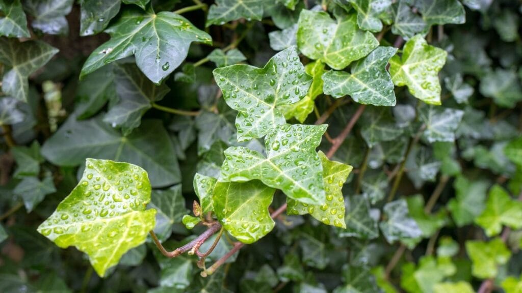 7 Plantas Que Podem Ser Perigosas Para Gatos Em Casa: Proteja Seu Felino Agora! 6 hedera helix 7 Plantas Que Podem Ser Perigosas Para Gatos Em Casa: Proteja Seu Felino Agora!