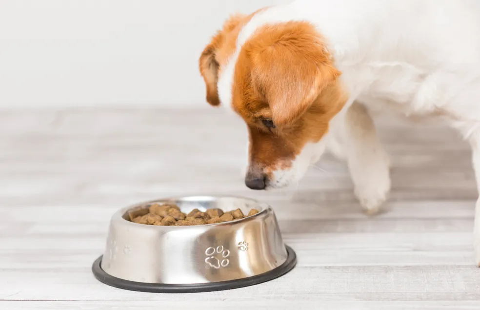 Cachorro Não Come Ração: 7 Táticas Infalíveis 2 meu cachorro nao quer comer o que fazer 3 Cachorro Não Come Ração: 7 Táticas Infalíveis