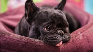 Cachorro Vomitando: O Que Fazer e Quando Ir ao Veterinário