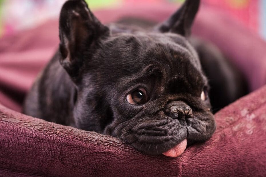 Cachorro Vomitando: O Que Fazer e Quando Ir ao Veterinário 5 cachorro vomitando Cachorro Vomitando: O Que Fazer e Quando Ir ao Veterinário