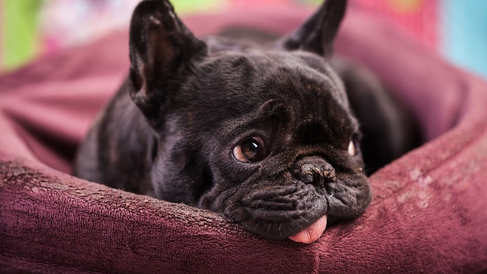 cachorro vomitando Cachorro Vomitando: O Que Fazer e Quando Ir ao Veterinário