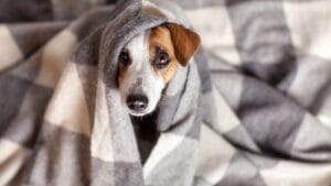 Cachorro tremendo: o que pode ser, principais causas e o que fazer