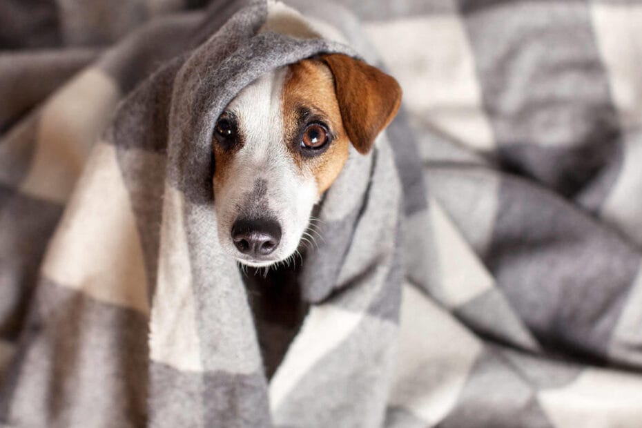 cachorro tremendo muito Cachorro tremendo: o que pode ser, principais causas e o que fazer