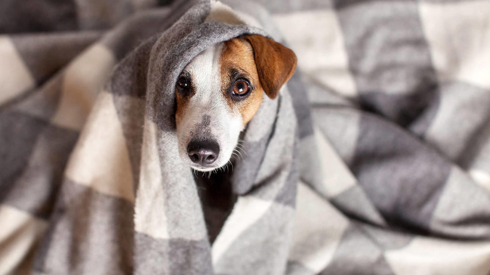 cachorro tremendo muito Cachorro tremendo: o que pode ser, principais causas e o que fazer